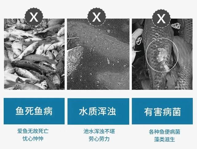锦鲤过滤机