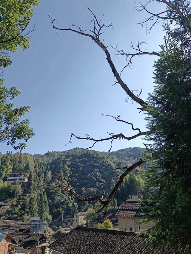 慶元村落｜壩頭村 · 千年古村藏深閨 靜候貴客探新顔