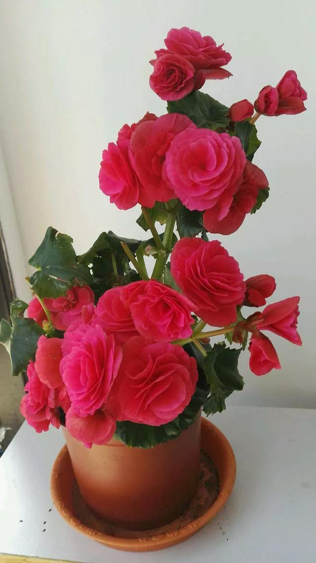 漂亮的花朵