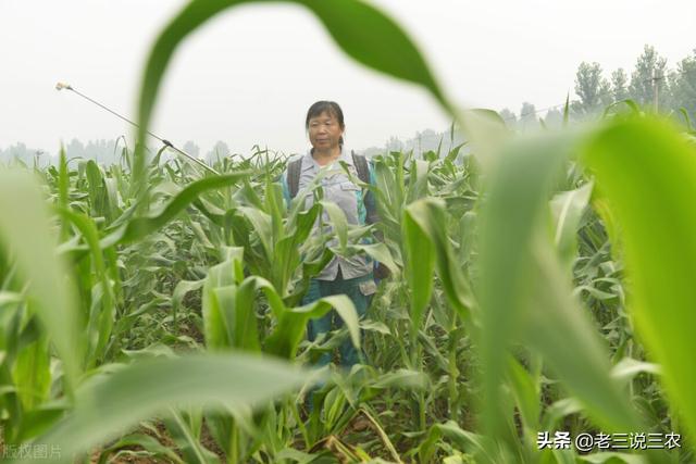 这六种叶，只要往小麦玉米地一喷，穗大穗多，粒饱，亩产1600斤19