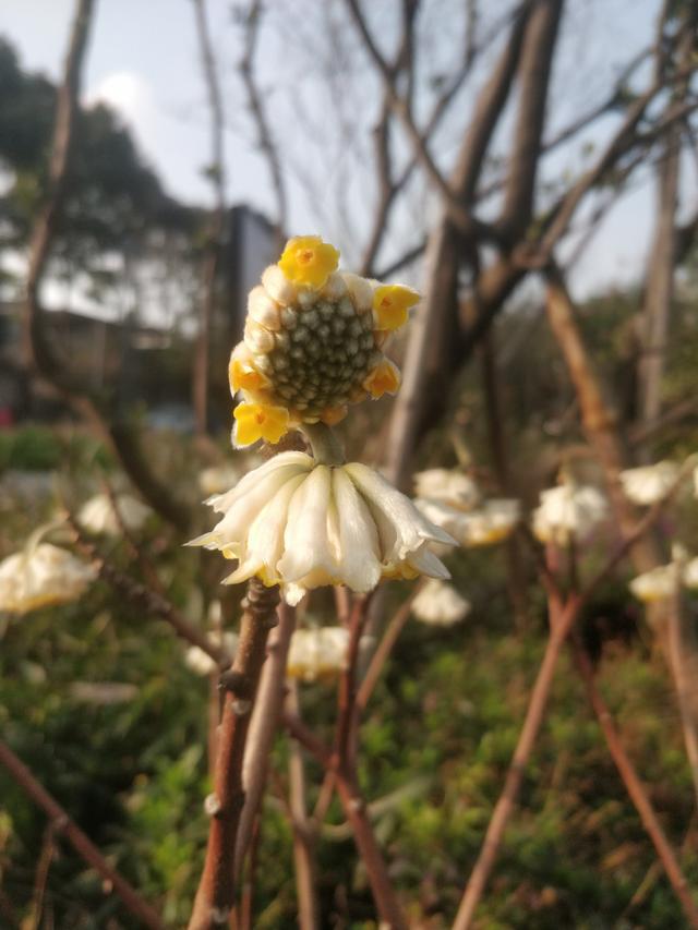 结香 结香（结香花的寓意和风水） 生活