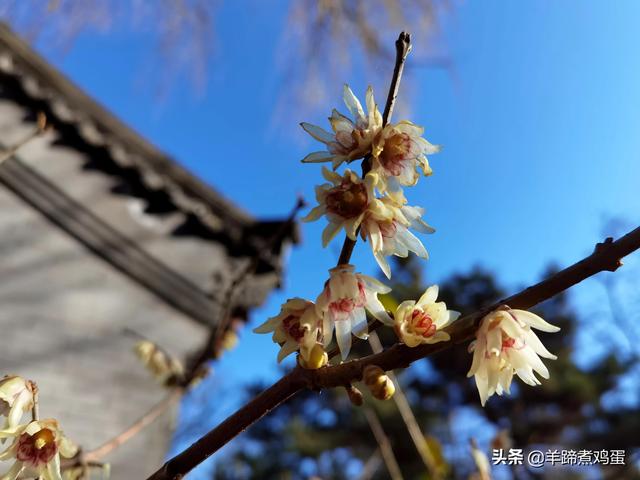 未等冬寒至 梅已報春香——北京中山公園臘梅提前綻放 盡顯芬芳