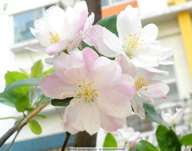 鲜艳夺目的花朵，美了眼，醉了心，忘掉了烦恼