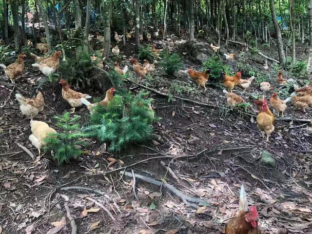 辟谣，催乳有五禁忌，下奶别吃老母鸡，注意哺乳顺序