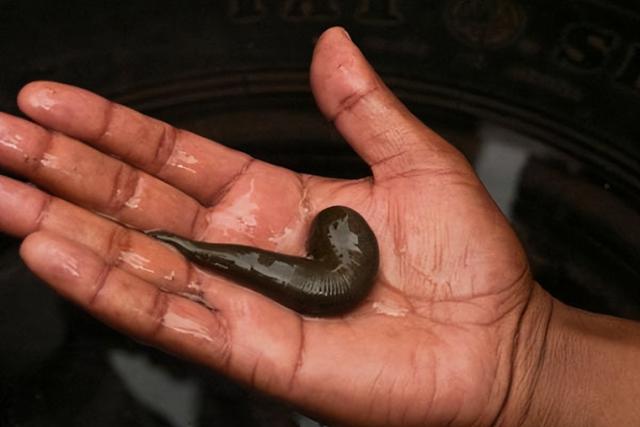 养蚂蟥一亩地需投资多少钱水蛭的饲料水蛭吃什么，养蚂蟥一亩地需投资多少钱龙虾应该怎么样啊