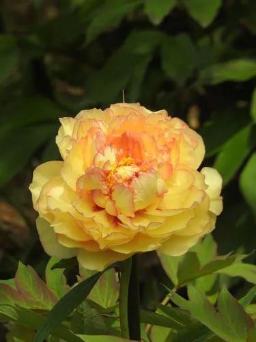 牡丹、芍药大比拼，到底谁最美