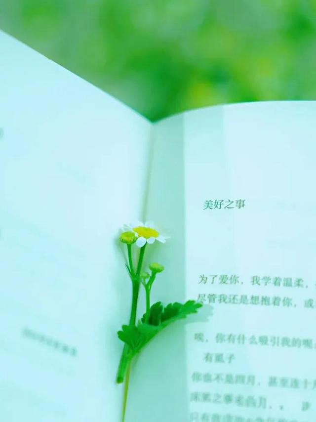 简单干净，每日一摘