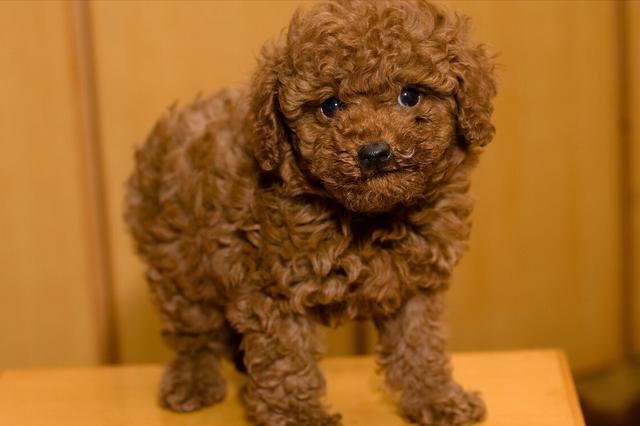 因此风靡全球受到年轻人们喜爱,同时也被大家"炒作"成"泰迪犬"