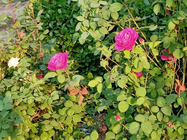 花开时节尽芬芳