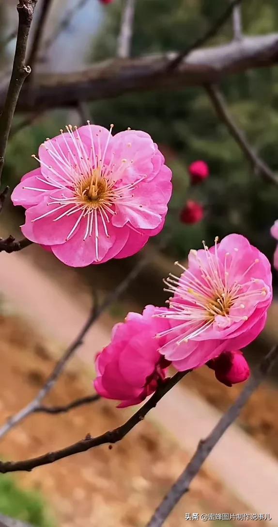 春花烂漫，竞相绽放，鸟语花香