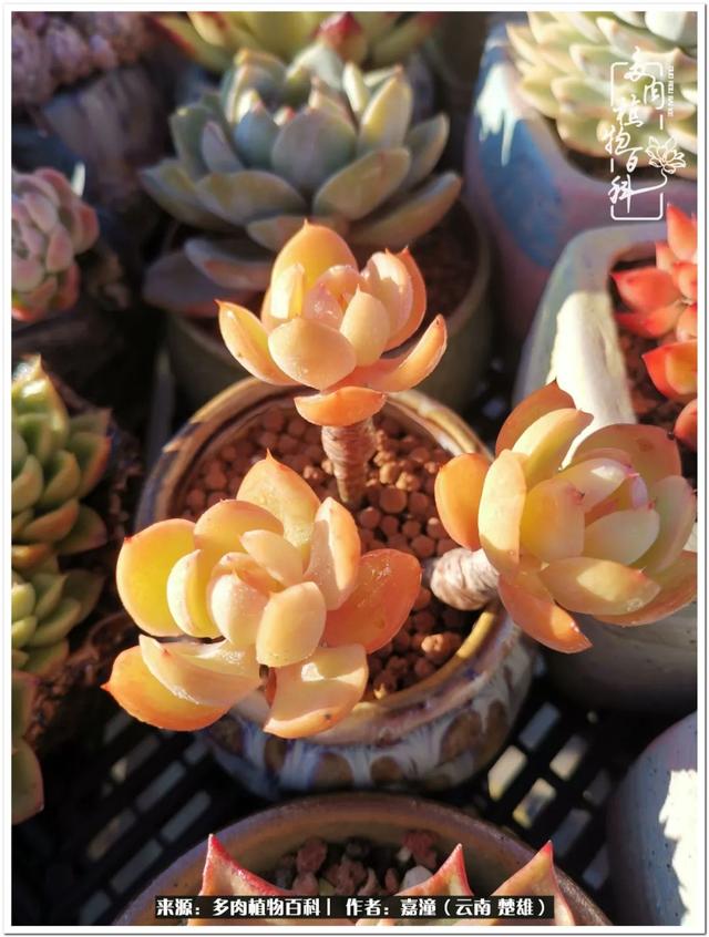 玉蝶铜芯电线价格表4平方,玉蝶铜芯线今日价格