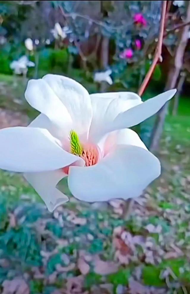 春天的季节 百花争艳 万紫千红