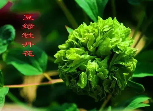千万春花次第开
