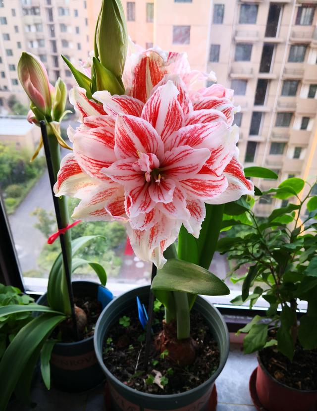 舞花教跳舞(跳舞时的舞花教程)-星座梦城