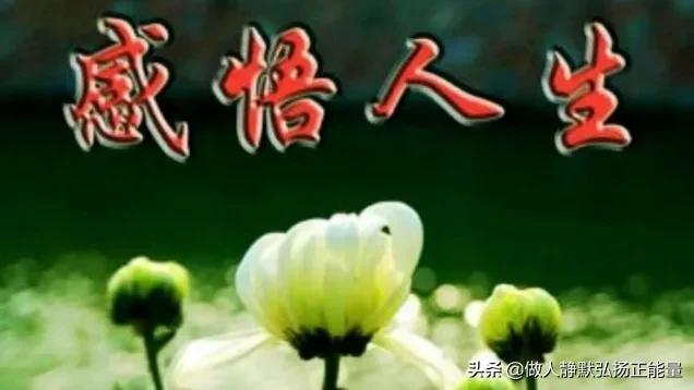 感悟人生的经典句子