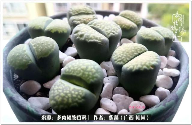 大型制砂机给力富贵机械