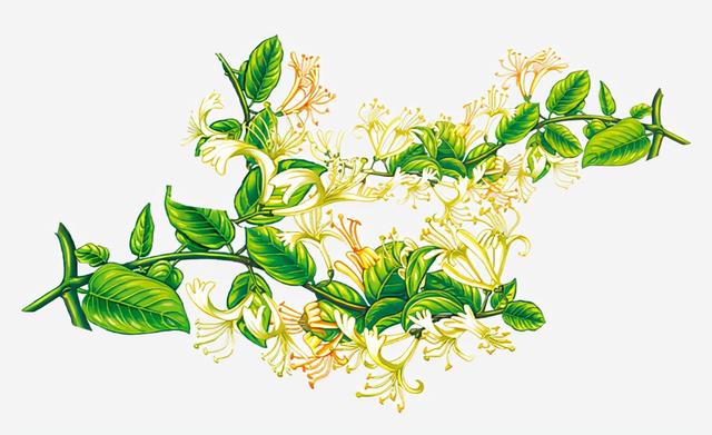 冬季，喝这6种茶最有益