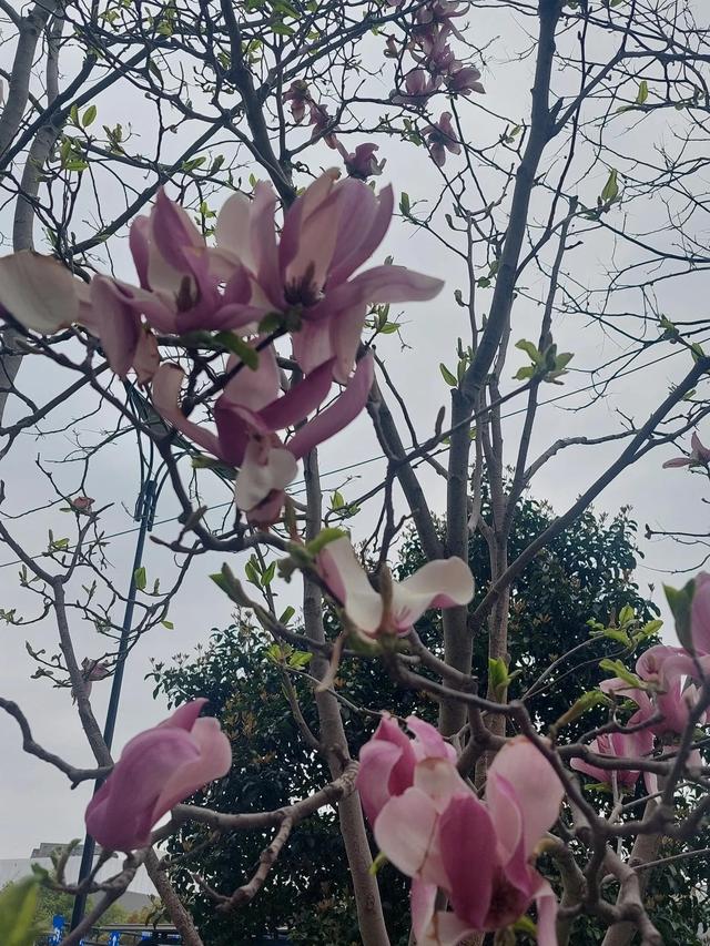 正当春花烂漫时