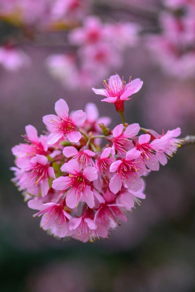 1月开什么花 1月开什么花（11月开什么花） 生活