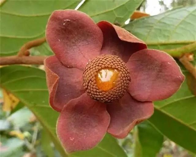 水果名字大全集100种50种罕见水果