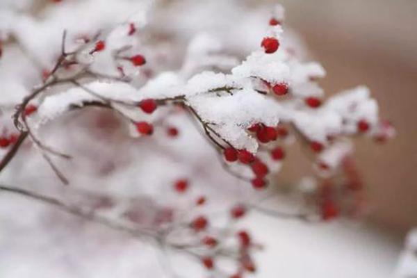 大雪已过，万物收藏，你的健康知识该更新了，一文为你归纳