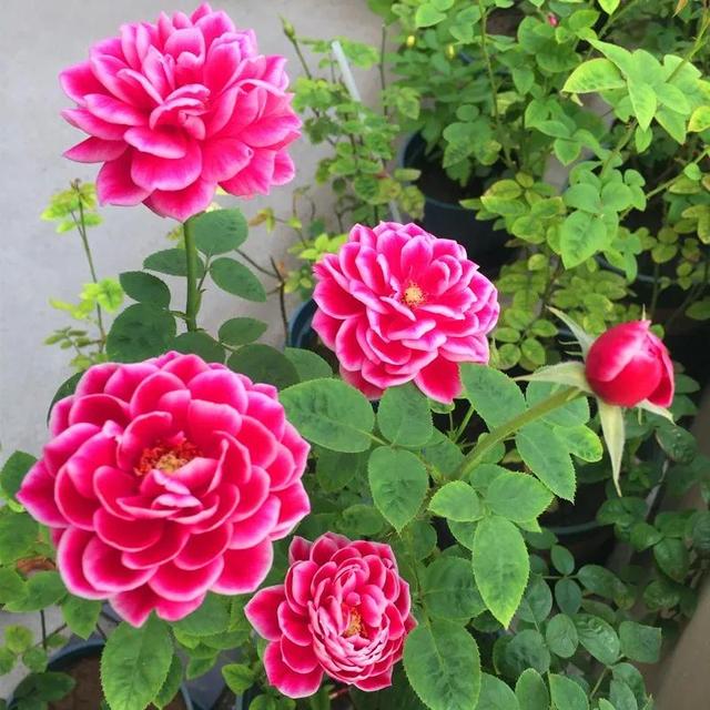 鲜花盛开，五颜六色，姹紫嫣红，一起来欣赏美景吧