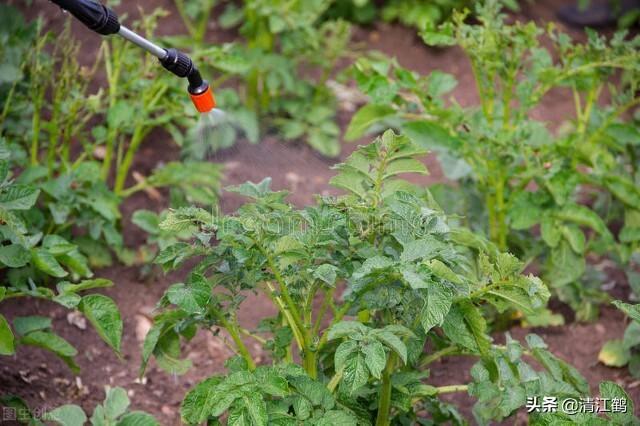 “死草不死洋芋”除草剂及配方有哪些？最厉害的除草剂是什么7