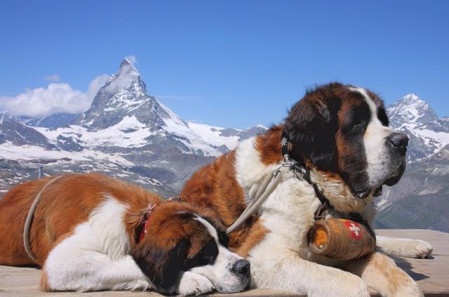 圣伯纳犬图片圣伯纳犬图片价格幼犬