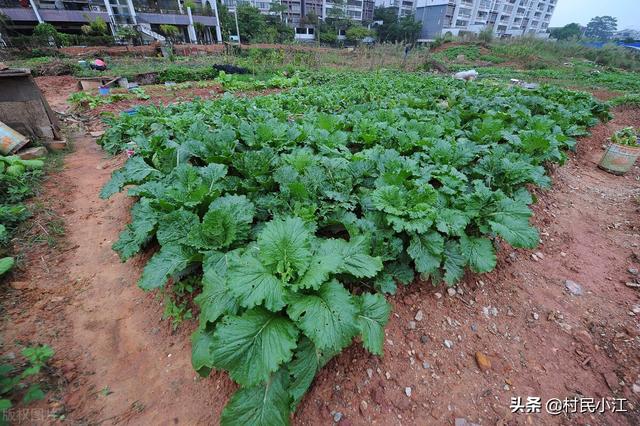 减少和杜绝蔬菜土传病害的技术措施