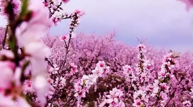 惊艳，十面桃花让你醉