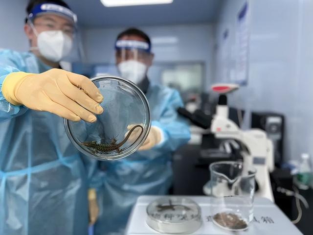 8只！厦门海关集装箱内截获活蜥蜴 或携带细菌和寄生虫致人畜患病