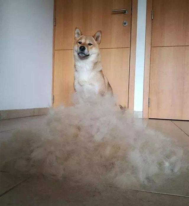 柴犬