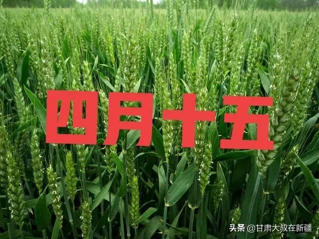今日四月十五，收成好吗？老话“收不收，就看四月十五”有啥说法