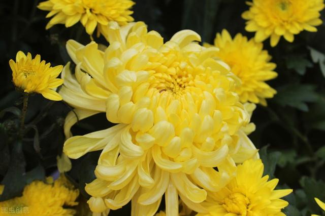9月开什么花