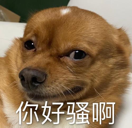 狗狗绝育手术