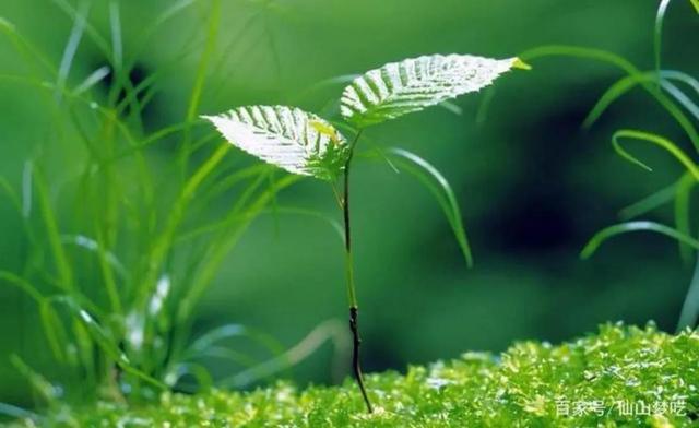 七言诗：小草颂.枯荣落尽天涯路