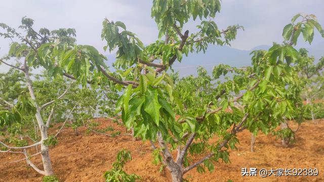 春归时，我把春天收藏