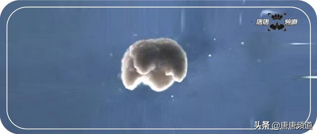 今日科技热点：终结者成为可能？可以繁殖的活体机器人诞生