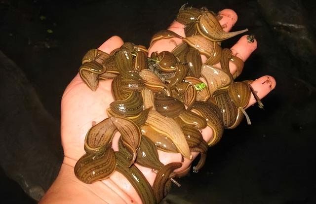 养蚂蟥一亩地需投资多少钱水蛭的饲料水蛭吃什么，养蚂蟥一亩地需投资多少钱龙虾应该怎么样啊