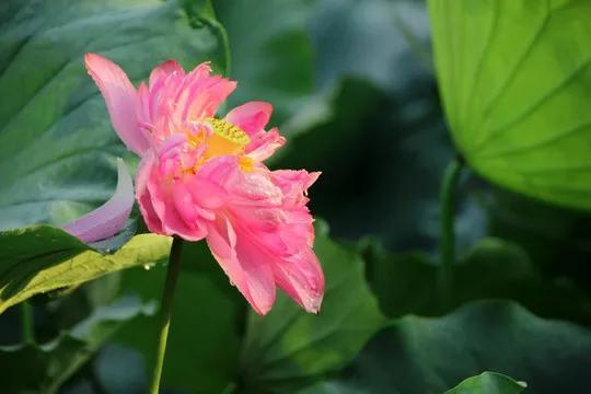 鲜艳夺目的花朵，美了眼，醉了心，忘掉了烦恼