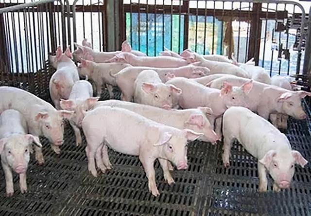 亚洲第一养殖户，年入500亿培养48个亿万富翁，保洁阿姨身价千万