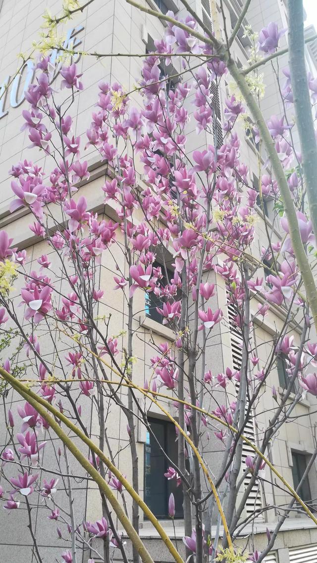 人间四月 花开的心绪［二首］