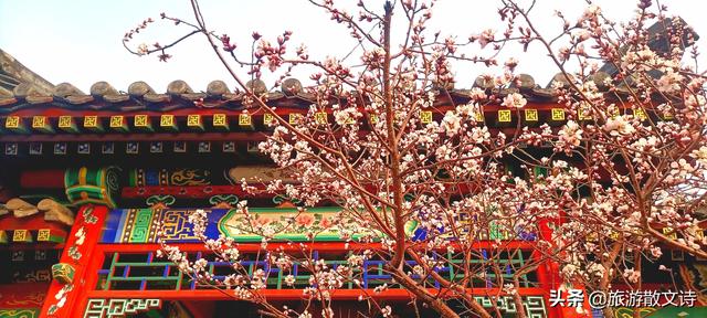 花开杨柳青