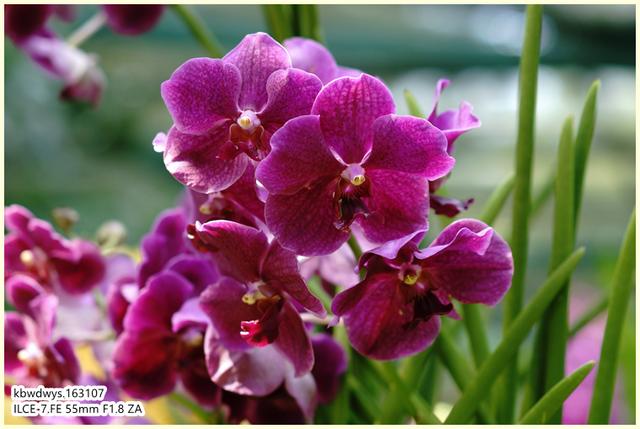 生活雜記：坡島散記08——流連忘返植物園