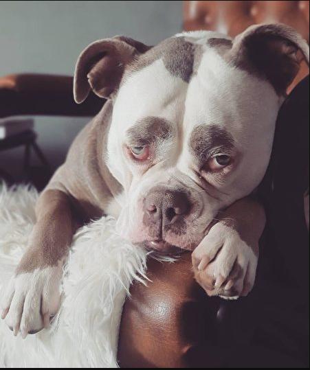 世界上最悲伤的狗 世界上最悲伤的狗(世界上最悲伤的歌) 大数据