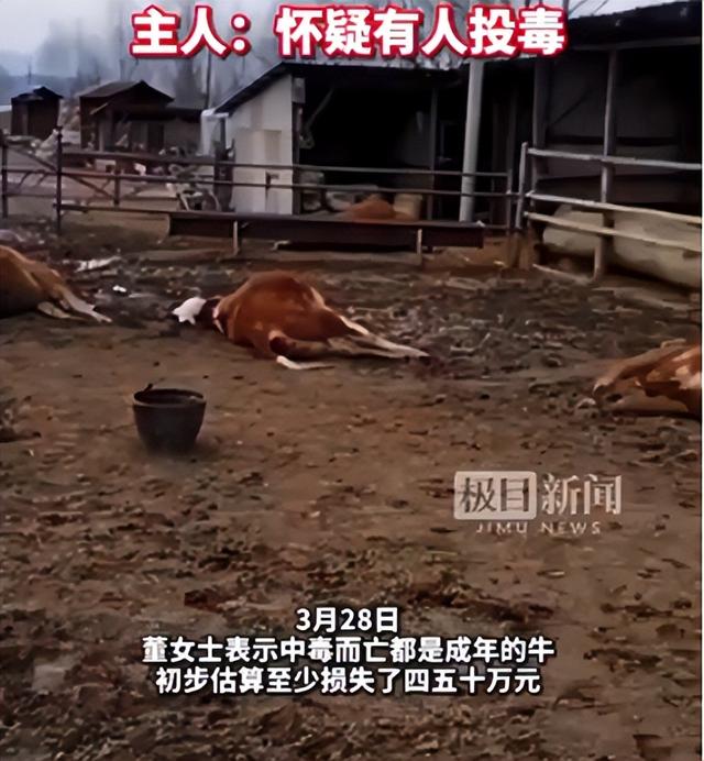 招谁惹谁了？哈尔滨女子养的21头牛吃玉米秆后死亡，至少损失40万