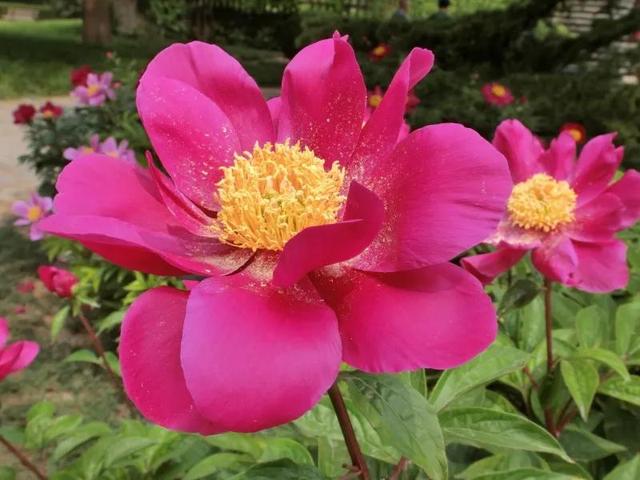 花的世界，芬芳美丽；醉了眼眸，美了心情