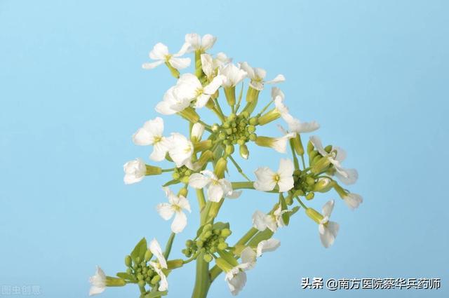 最简单的祛痰方子！只要学会巧妙运用，就没祛不掉的痰｜建议收藏