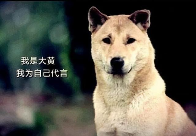 给狗狗起名字大全