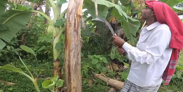 印度男人用香蕉，给孩子做个特殊的美食，妈妈的表情生无可恋